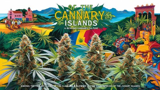 The Best Cannabis Lounges in Gran Canaria