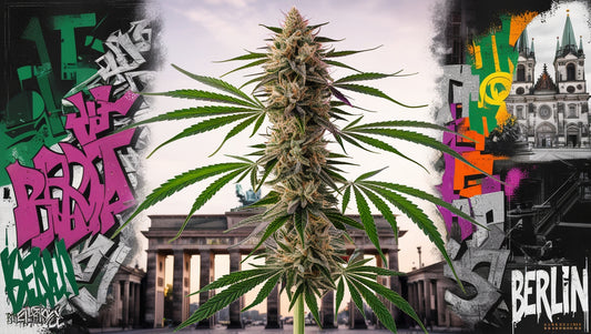 How to Get Cannabis in Berlin